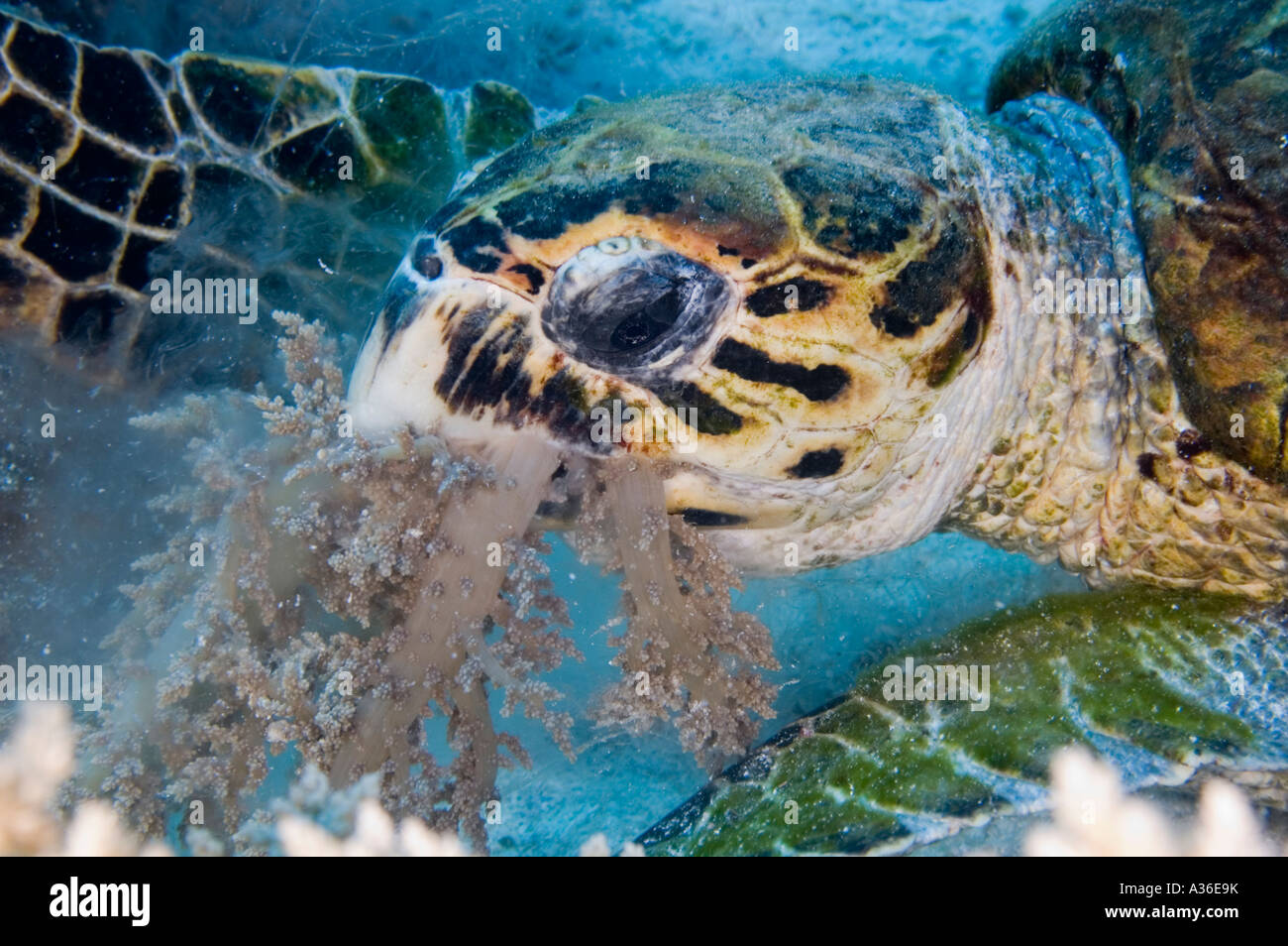 Comer tortuga coral blando Foto de stock