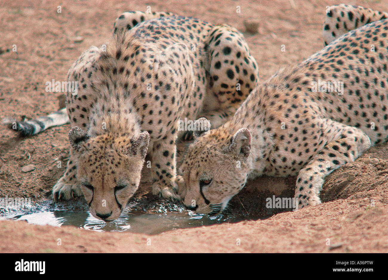 Dos guepardos macho bebiendo en un manantial natural en la Reserva Nacional de Masai Mara en Kenya África Oriental Foto de stock