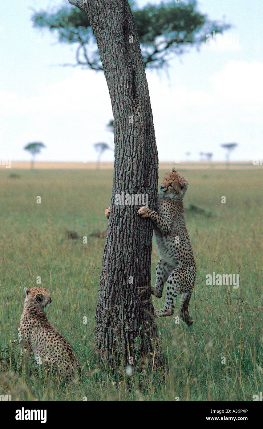 Los jóvenes guepardos jugando a trepar un árbol en la Reserva Nacional de Masai Mara en Kenya África Oriental Foto de stock