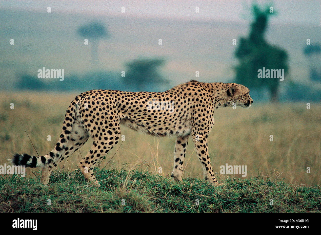 Cheetah comenzando a acechar presas en la Reserva Nacional de Masai Mara en Kenya África Oriental Foto de stock