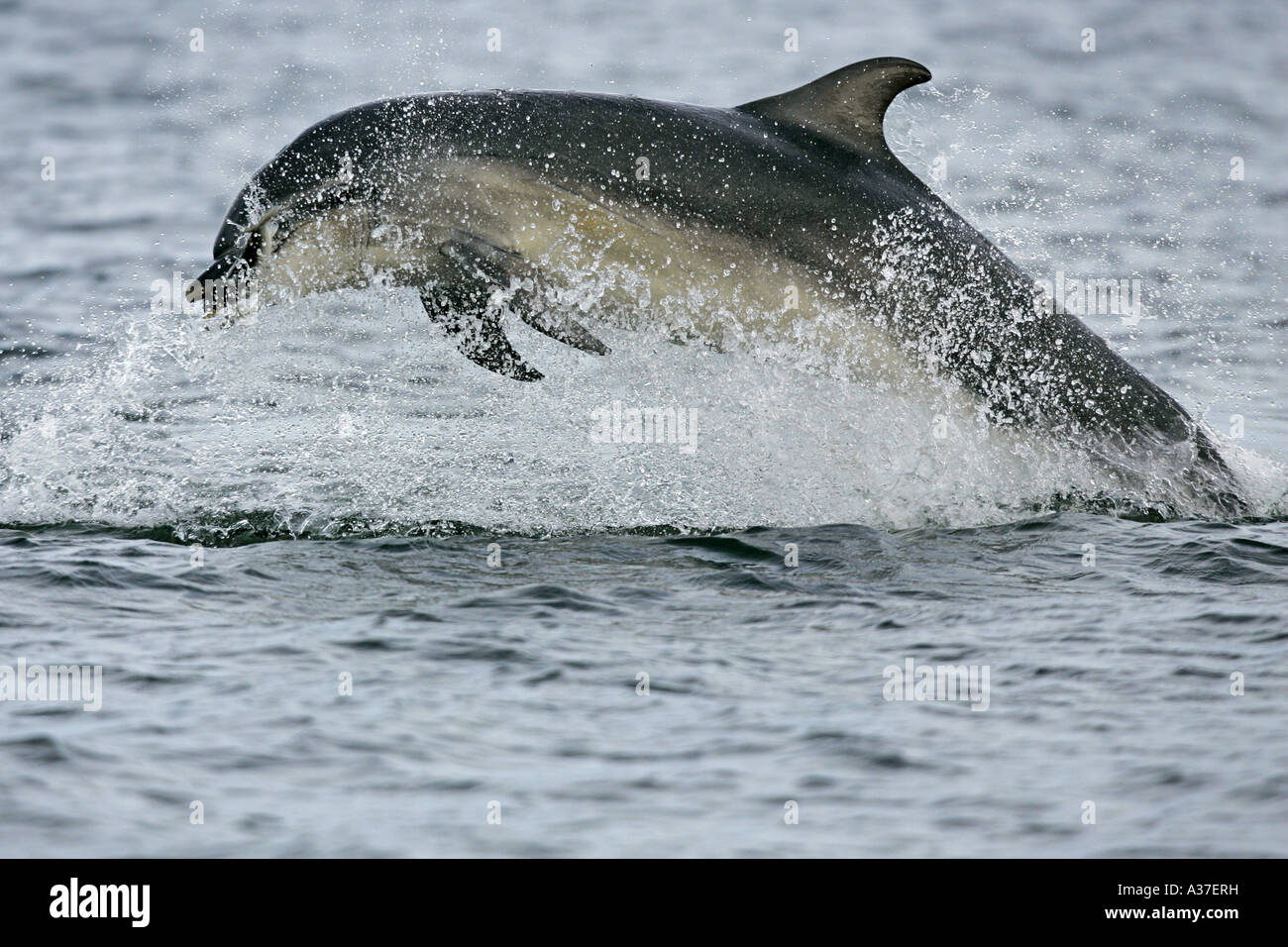 Una salvaje Delfín mular Tursiops truncatus infringir de agua con un salmón capturado en sus mandíbulas Moray, Escocia Foto de stock