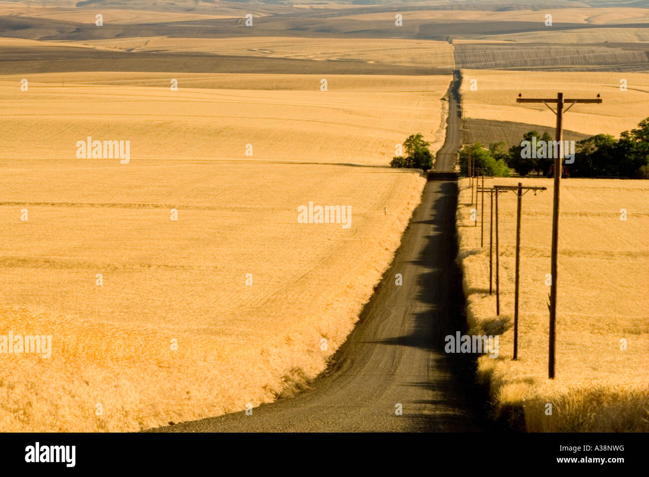 Carretera rural, campos de trigo maduro, postes de electricidad a la derecha, Oregón Foto de stock