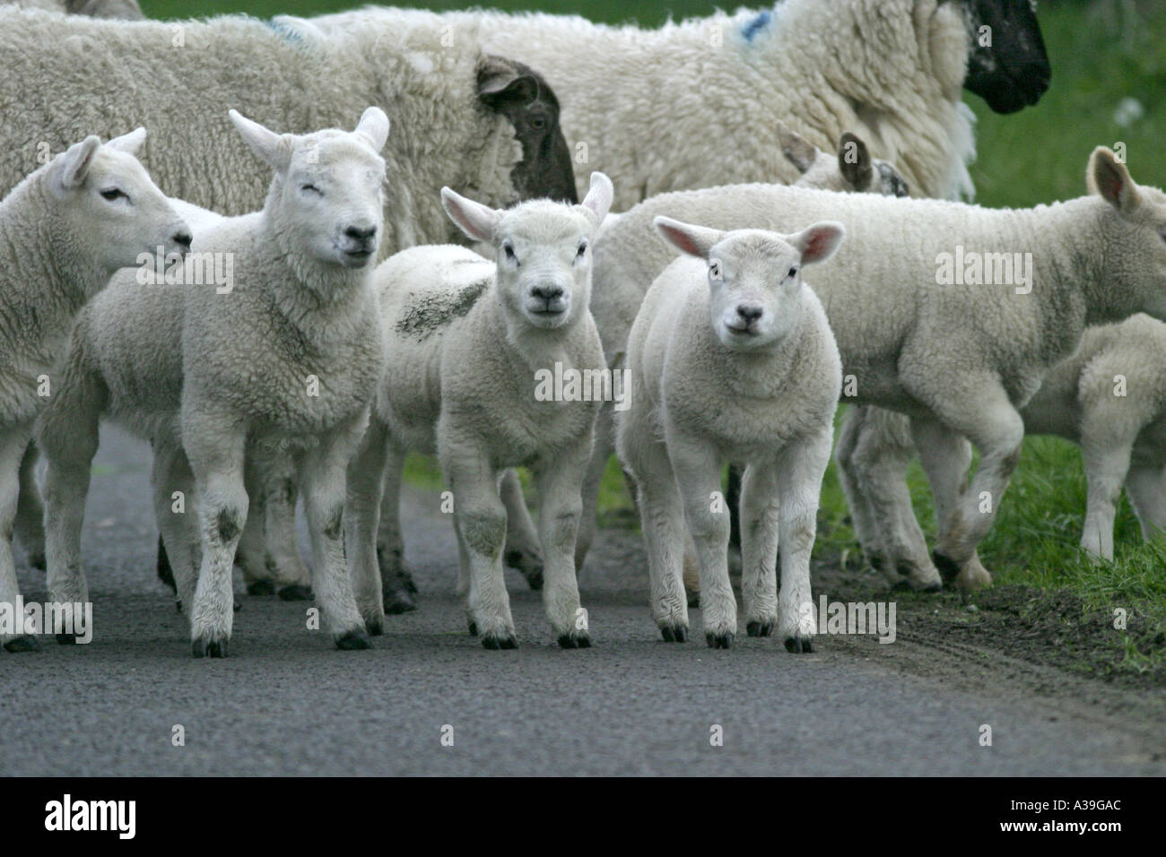 Rebaño de ovejas corderos corriendo hacia la cámara de carretera en el condado de Antrim de Irlanda del Norte Foto de stock
