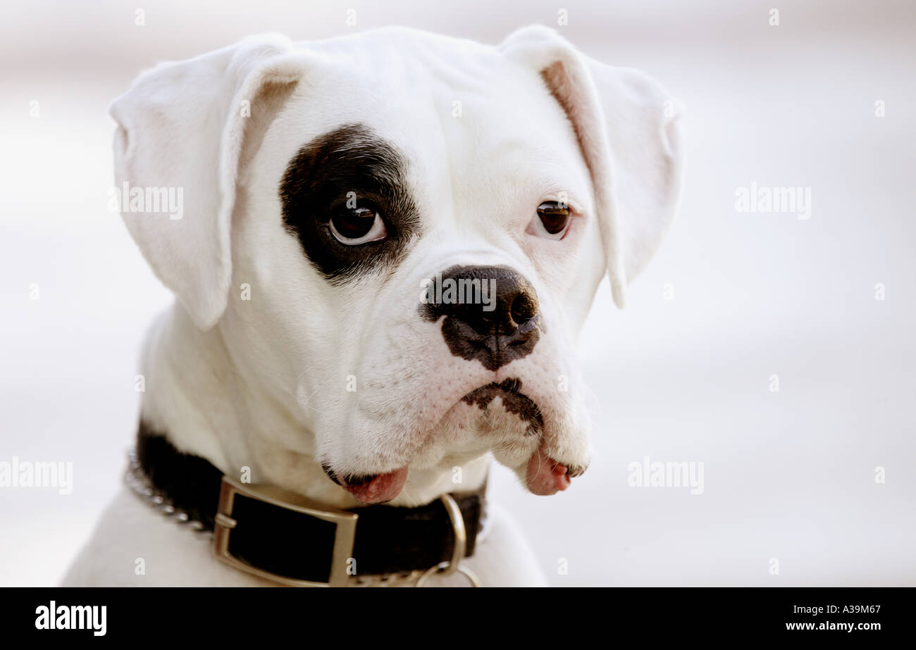 Perro Boxer Blanco Fotografia De Stock Alamy