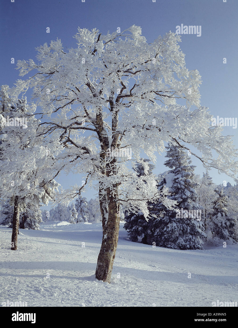 Naturaleza,paisaje,paisaje,escena,invierno,snowscape,tr Foto de stock