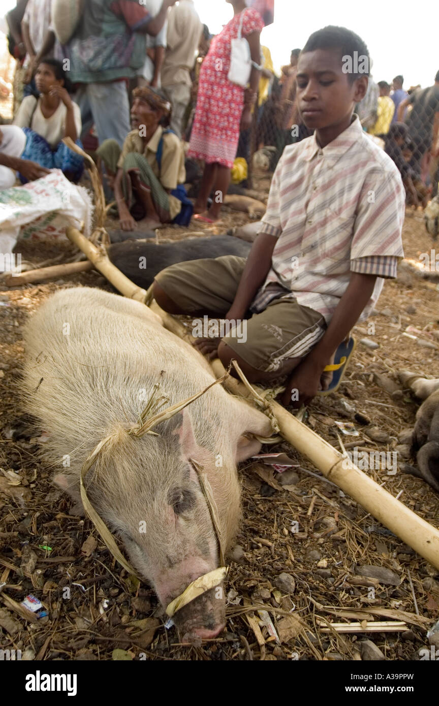 Joven vende un cerdo en el mercado semanal en Maliana, Timor Oriental Foto de stock