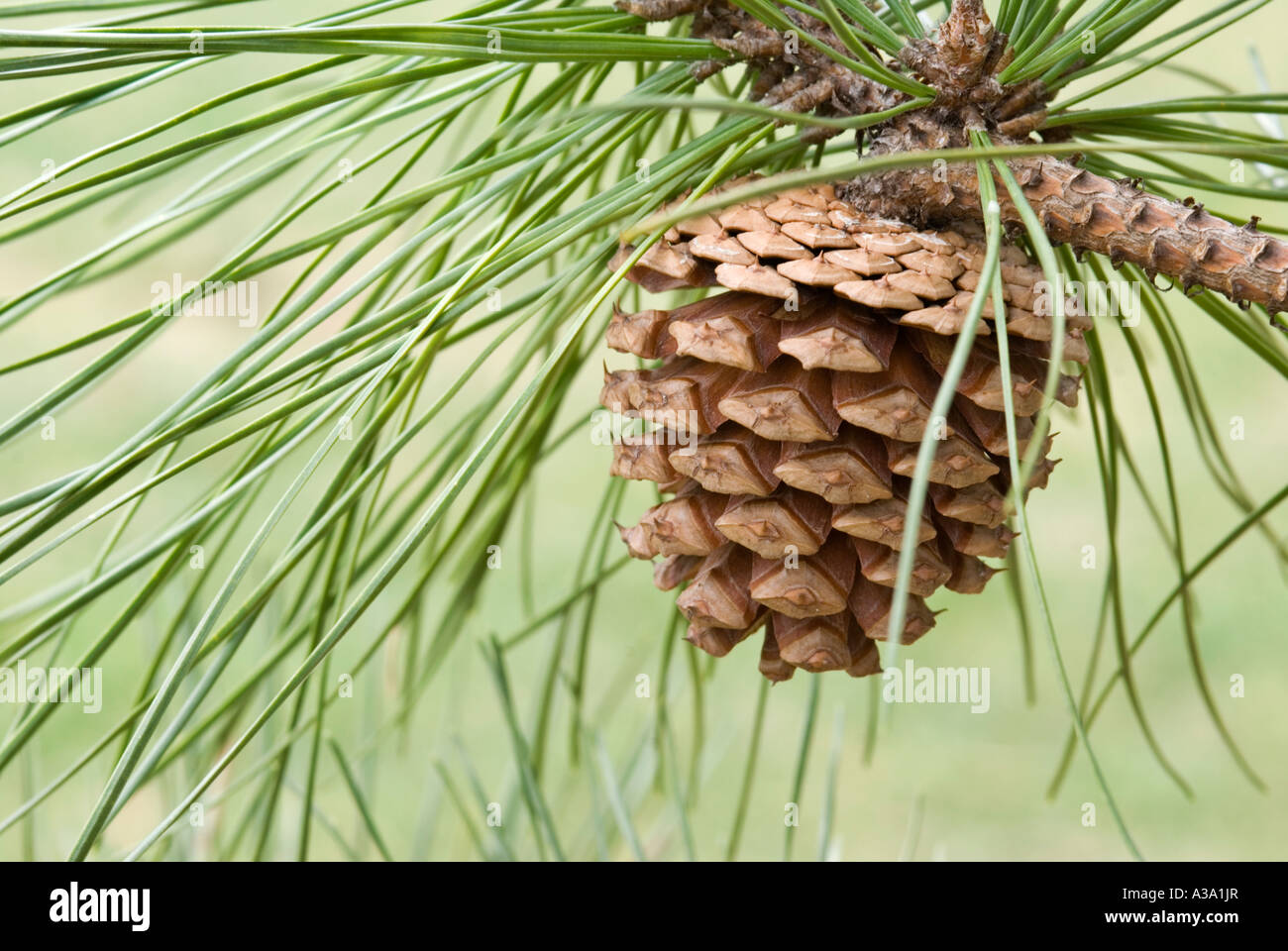 Cono de pino de Pitch Pine Tree Foto de stock