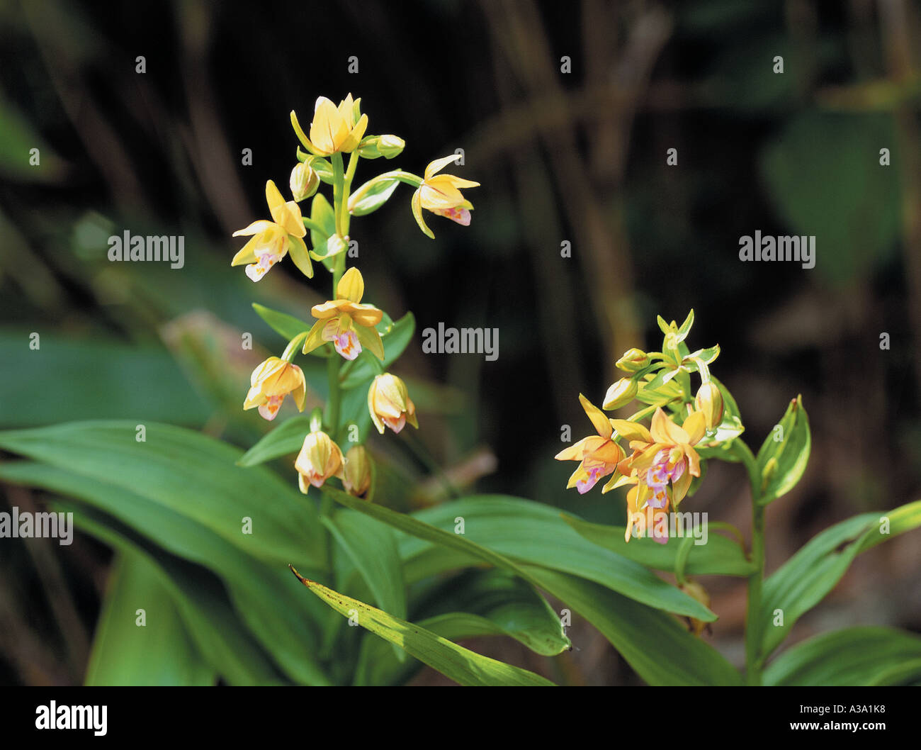 Corea, orquídea salvaje,iris,Chiri mountain, hierba, maleza,n Fotografía de  stock - Alamy