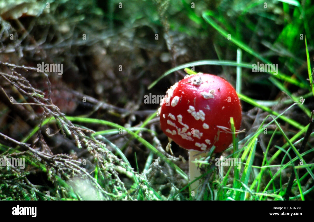 En el bosque toadstool Foto de stock