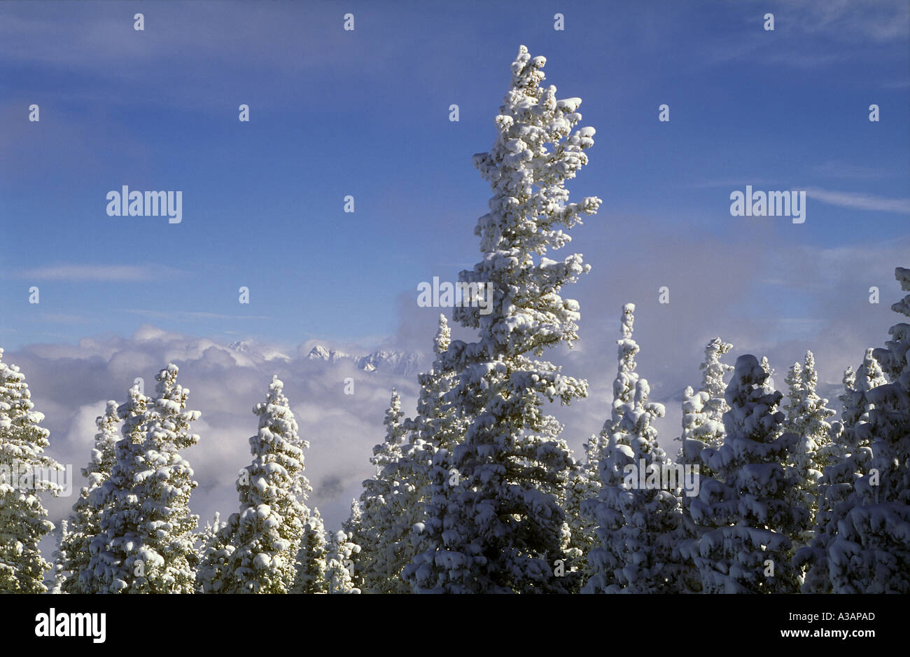 Los pinos de Ponderosa cubierto de nieve fresca White River National Forest Colorado Foto de stock