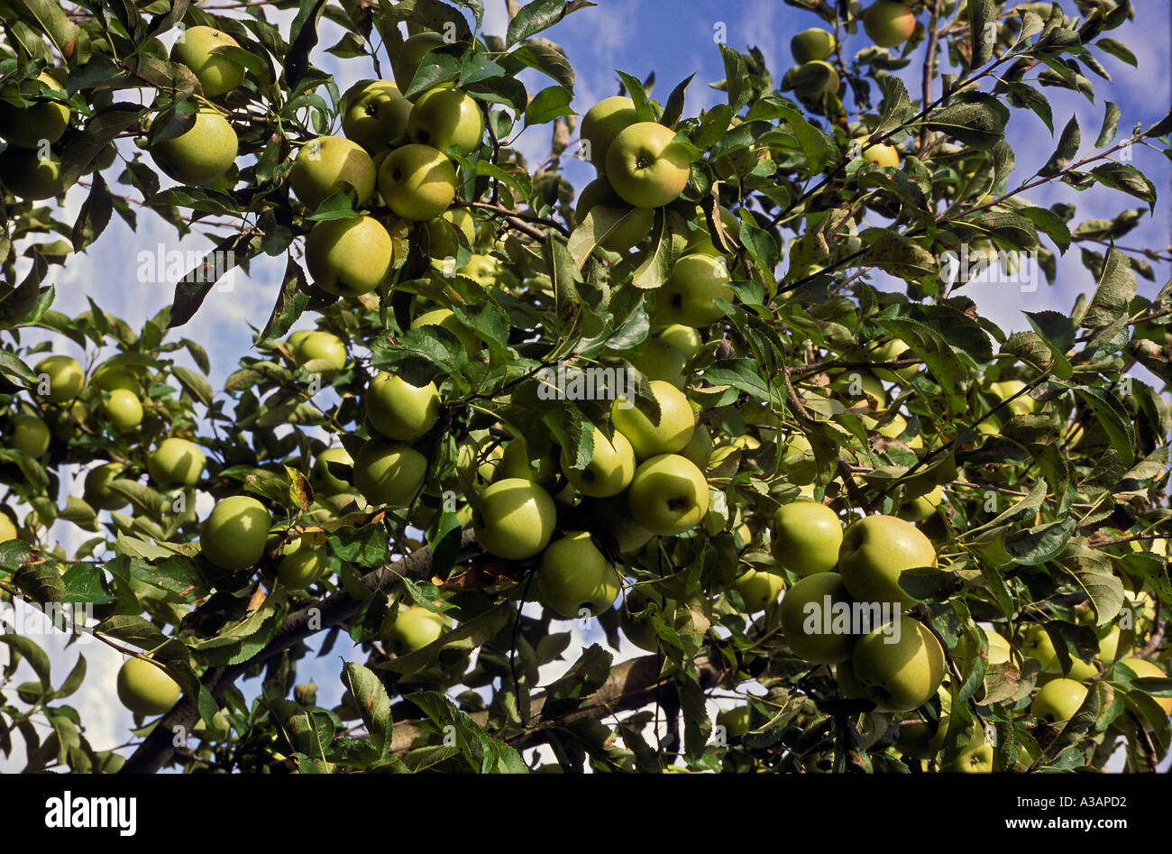 Huerto de Manzanas Golden Delicious Foto de stock
