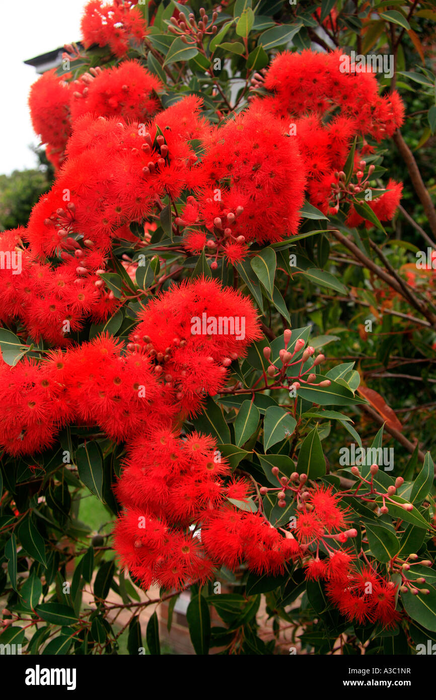 Un vermillion West Australian floración gum Foto de stock
