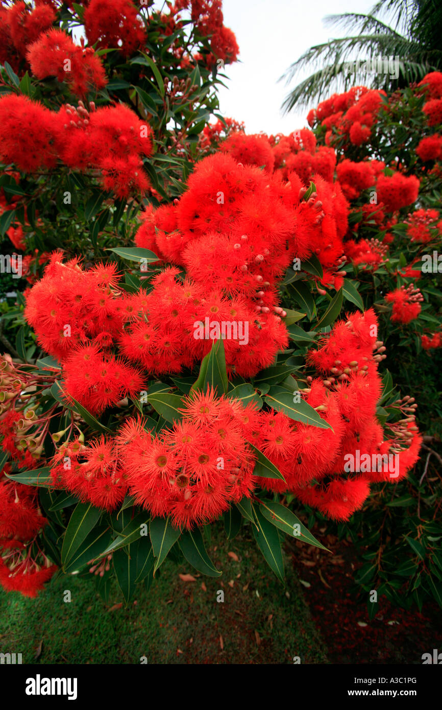 Un Vermillion West Australian floración gum Foto de stock