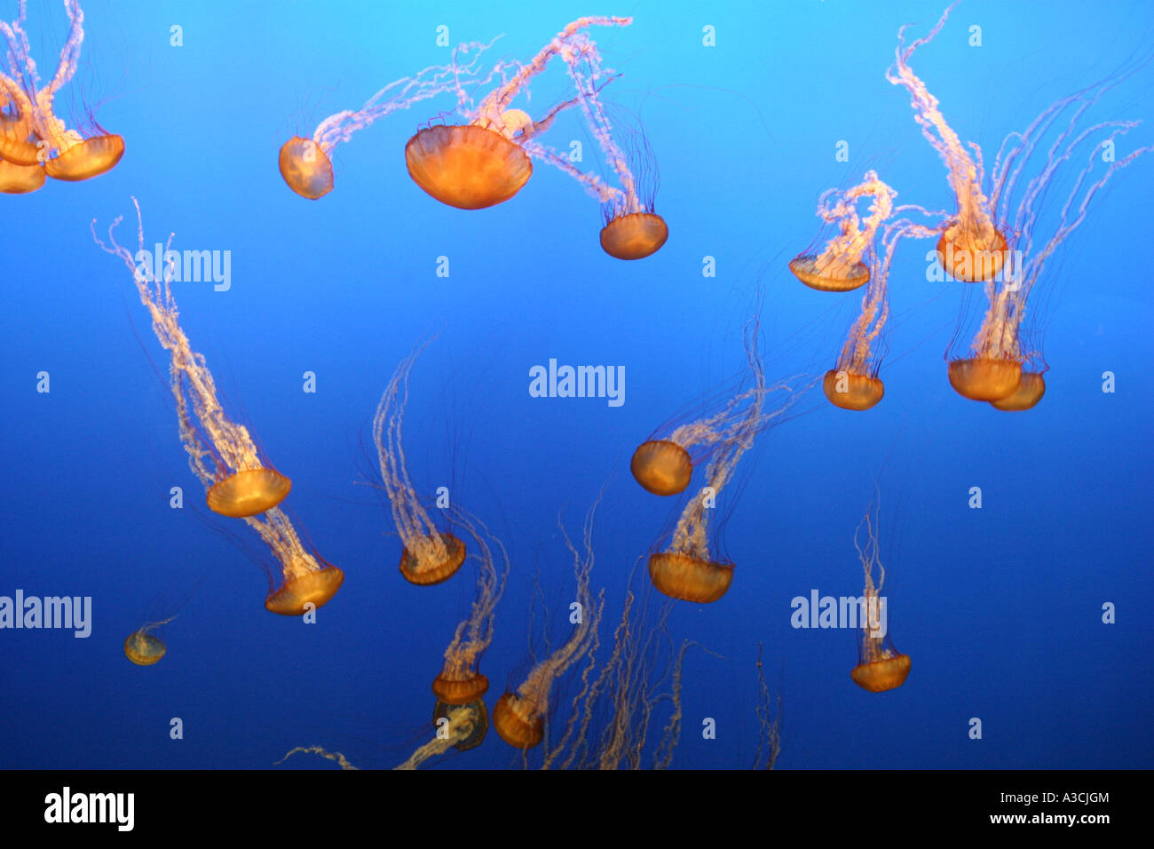 Brújula, medusas Medusas con bandas rojas (Chrysaora hysoscella), California, Estados Unidos Foto de stock
