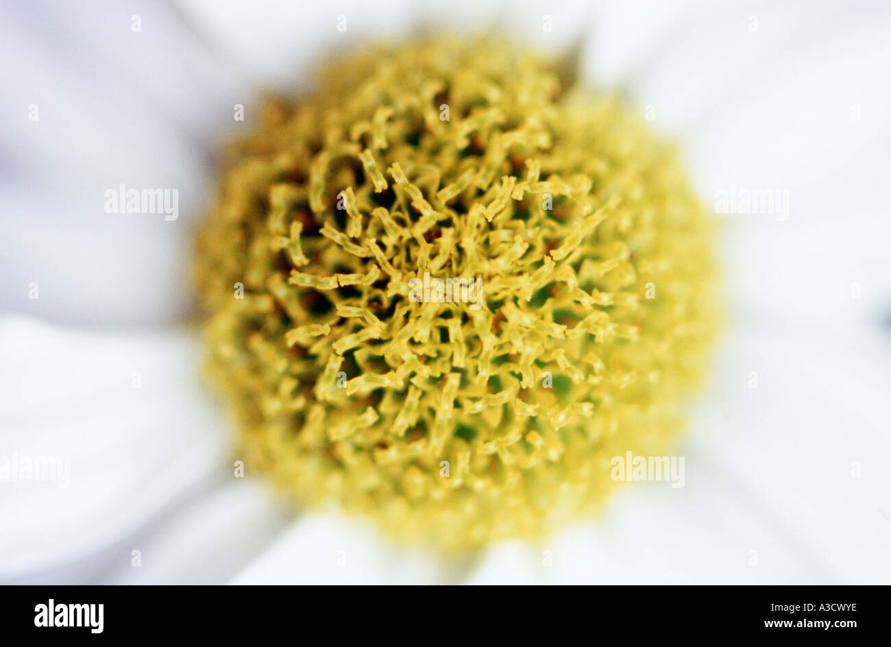 Leucanthemum x superbum anteriormente conocido como Chrysanthemum maximum rodada con muy poca profundidad de campo Foto de stock