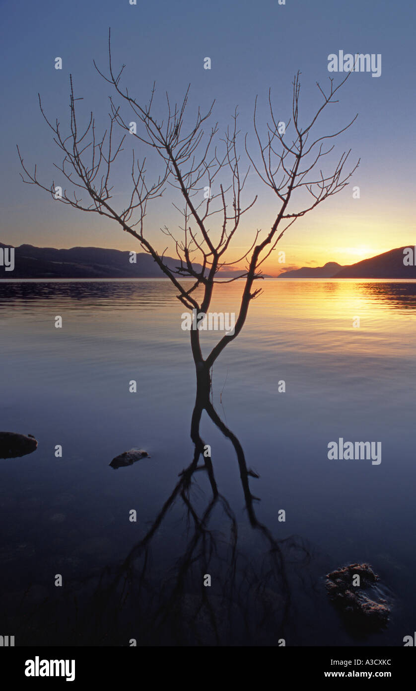 Árbol y reflexión al atardecer que crece en el Lago Ness, en las Tierras Altas de Escocia. Foto de stock