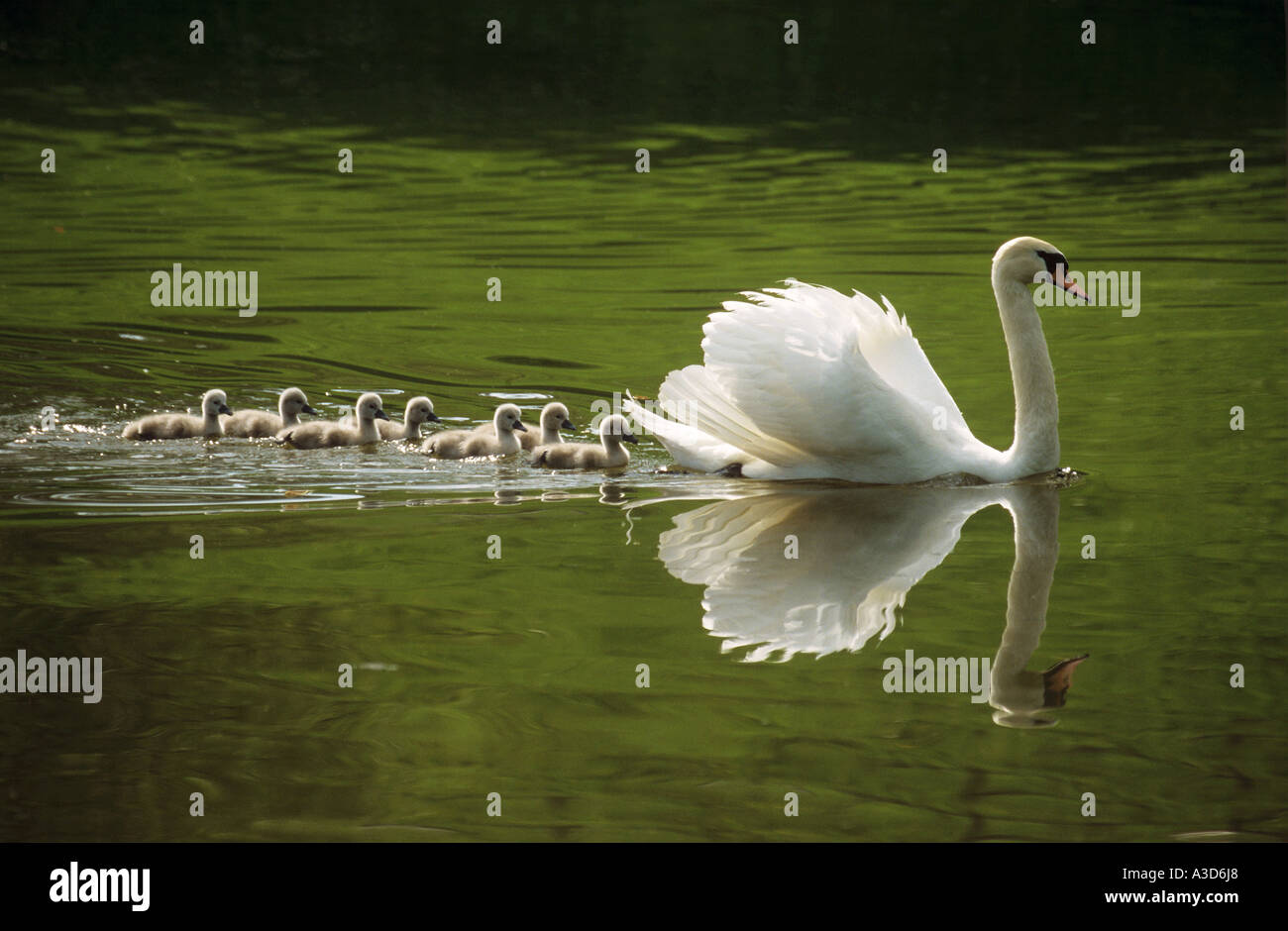 Cisne con pollitos fotografías e imágenes de alta resolución Alamy