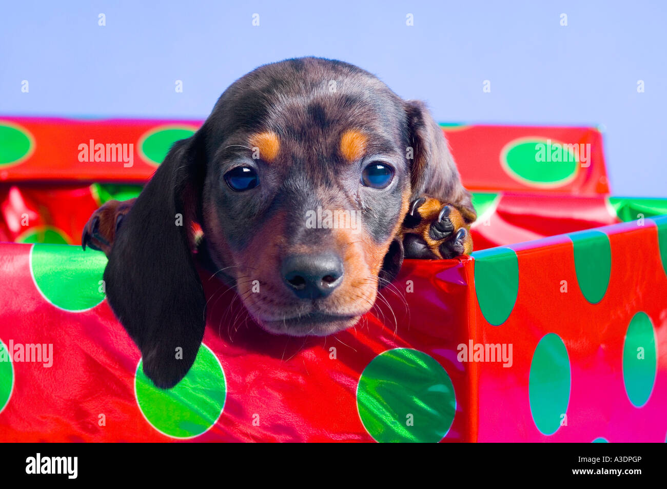Teckel cachorro en caja de regalo Fotografía de stock - Alamy