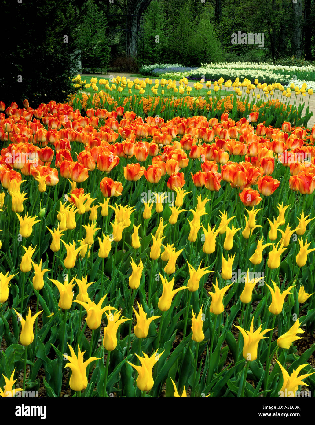 Los tulipanes florecen en Longwood Gardens, antigua finca de Du Pont, en Kennett Square, Pennsylvania, EE.UU. Foto de stock