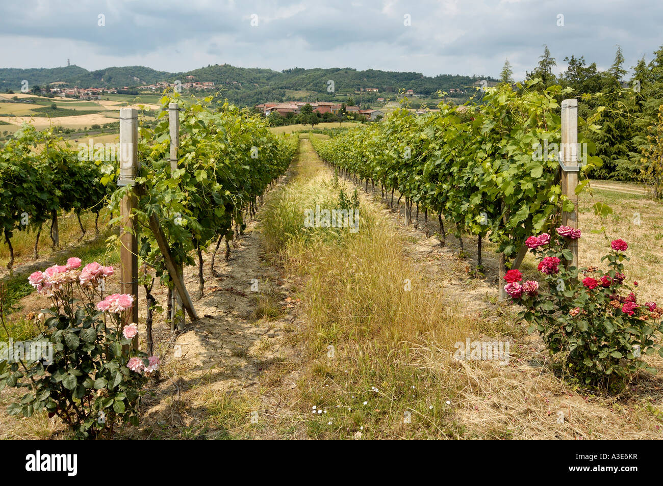 Rosas en un viñedo deben traer el sabor y el gusto del vino Piamonte Italia Foto de stock