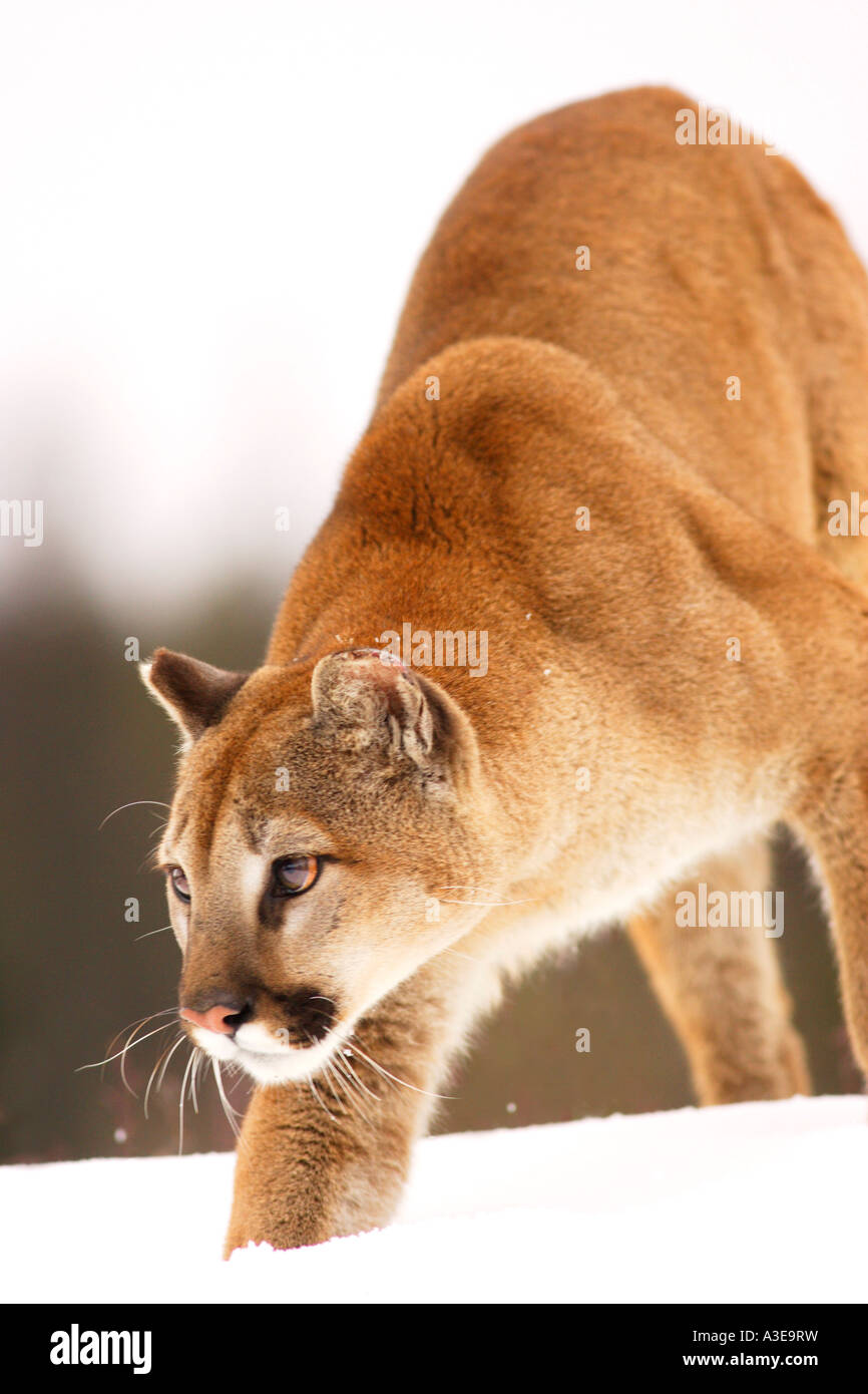 Caza de Puma Fotografía de stock - Alamy