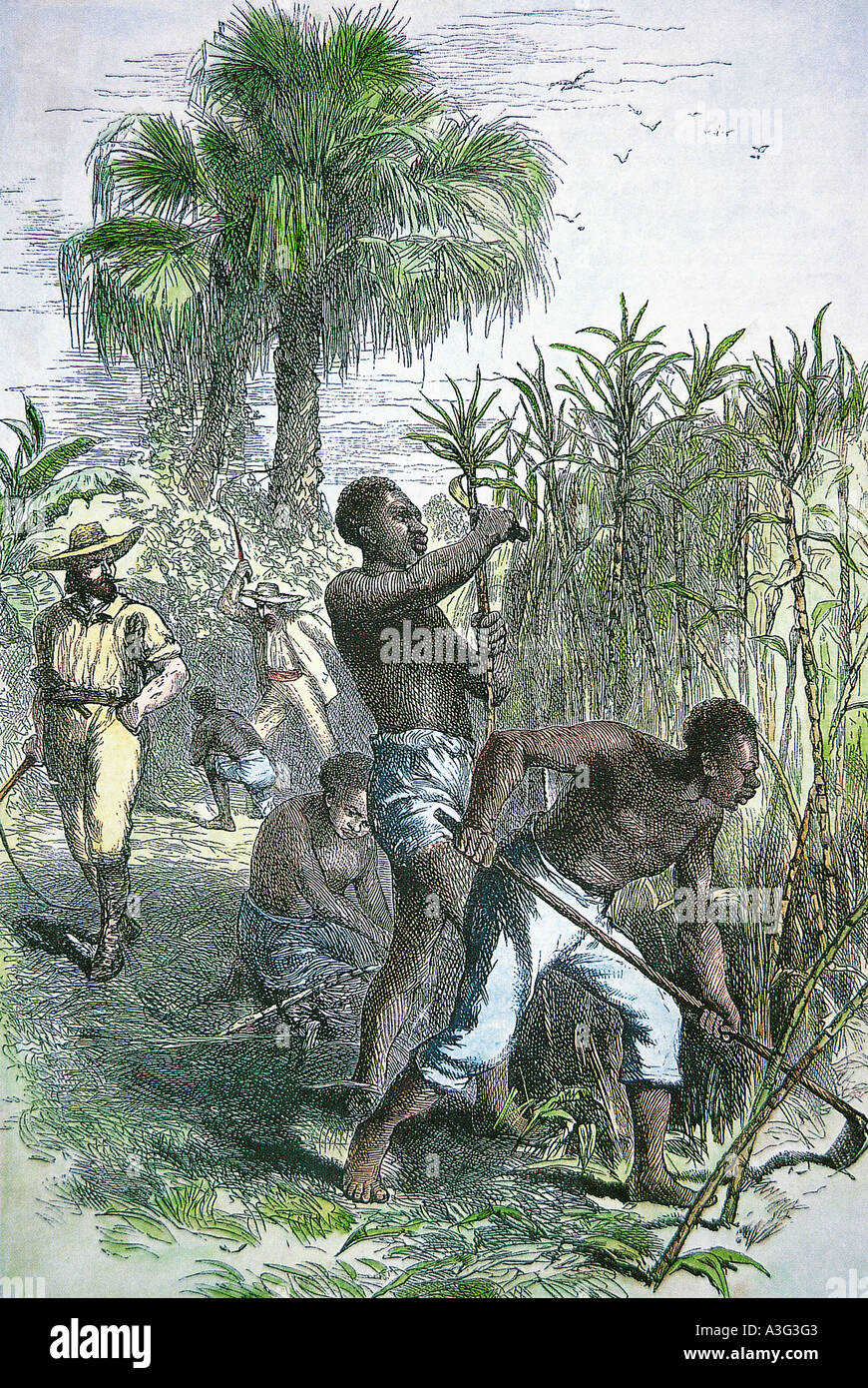 La esclavitud cortar caña de azúcar en una plantación colonial francés Foto de stock