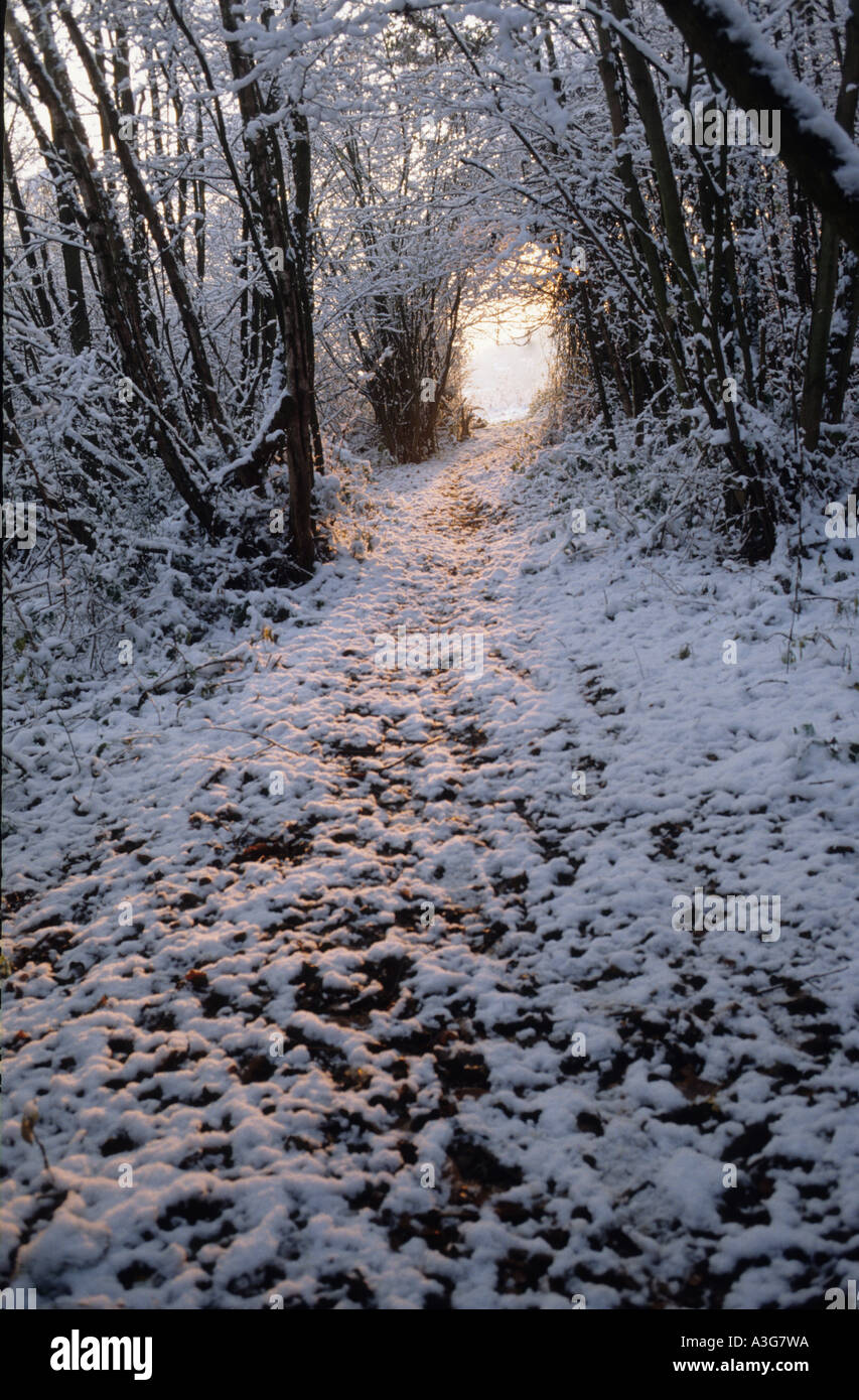 Camino iluminado por el sol en bosques cubiertos de nieve al norte de kent en Sunst Foto de stock