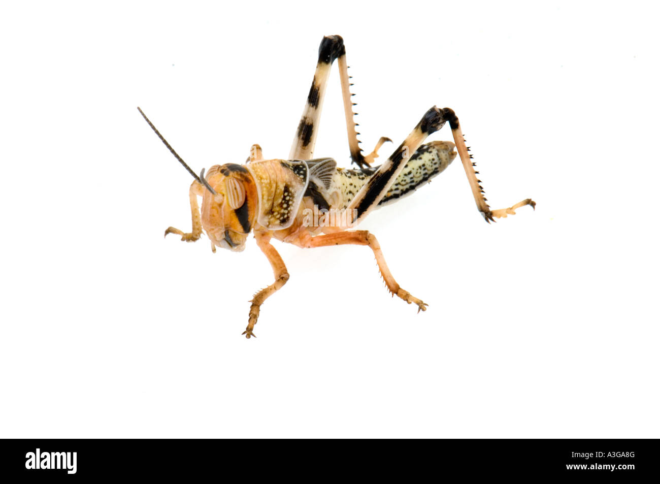 Clip De Corbata De Insecto Saltamontes Elegante Grabado En T Clip De Corbata De Insecto Saltamontes Elegante Grabado En T