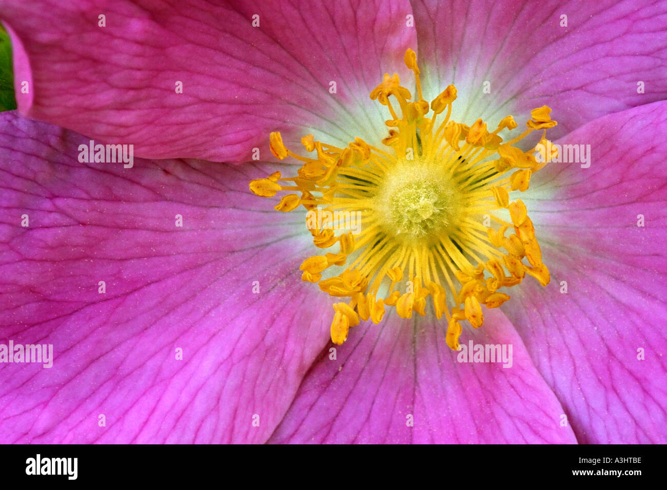 Estambres amarillos (productoras de polen órganos reproductivos), pistilo y pétalos rosados de una flor rosa silvestre. Nombre científico: Rosa canina. Foto de stock