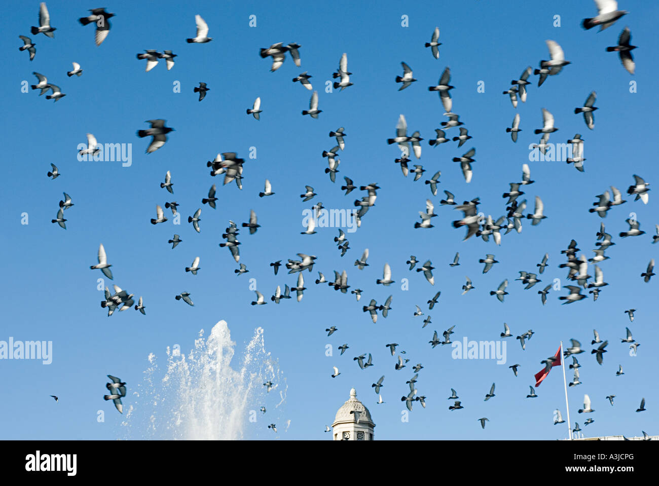 Trafalgar square palomas Foto de stock