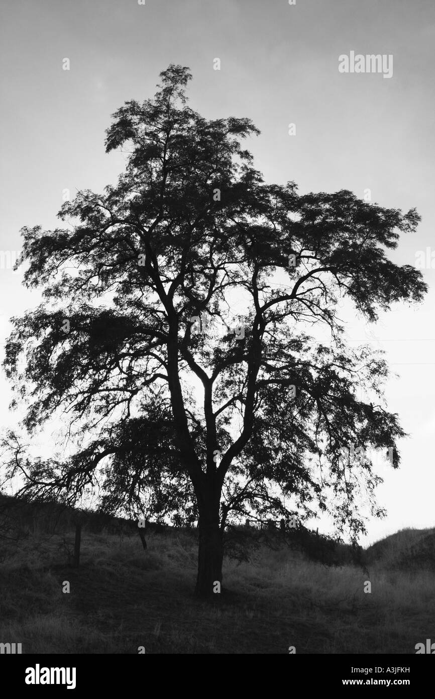 Un solitario árbol en las colinas del este de Washington. Foto de stock