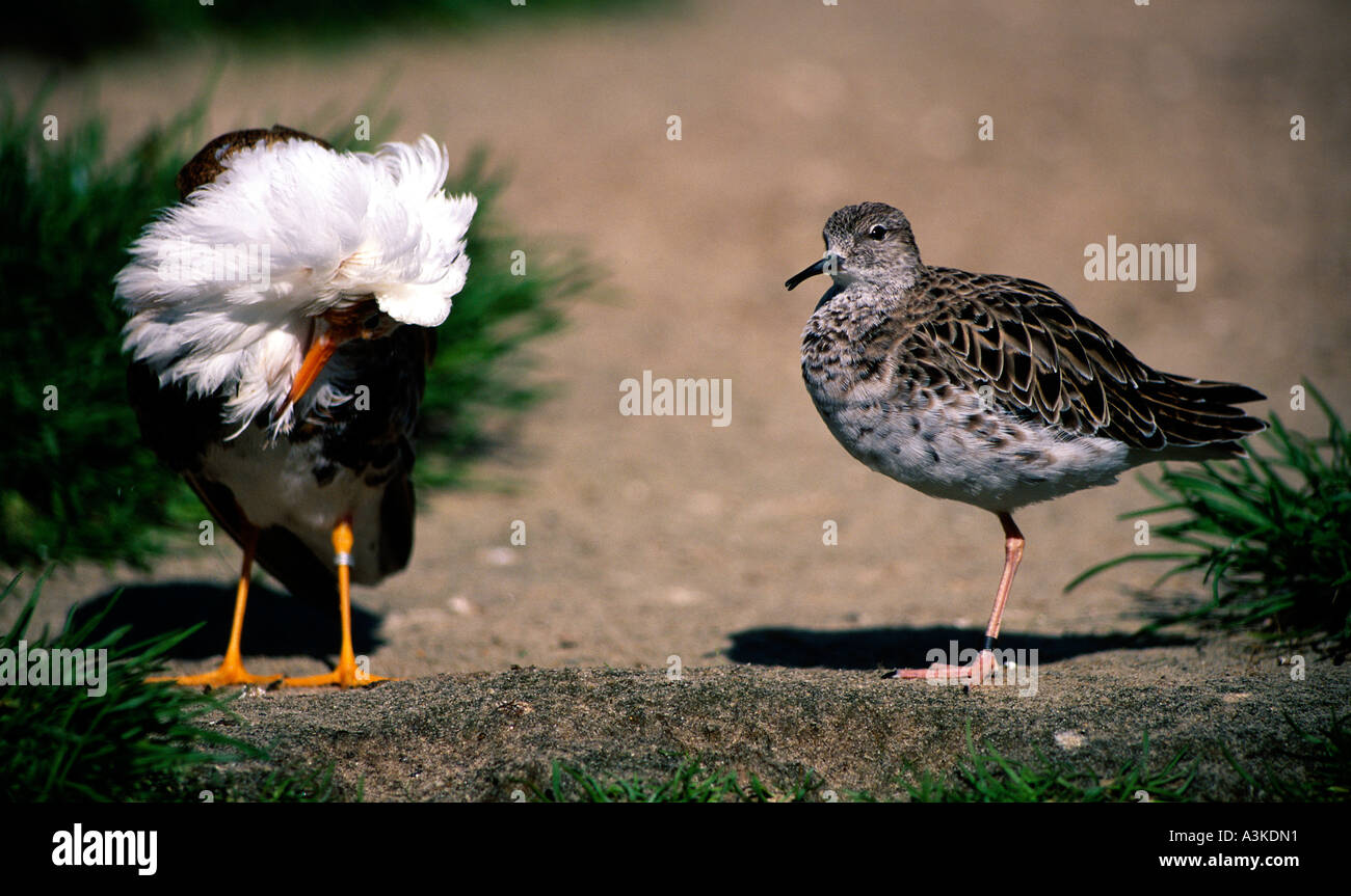 Raff noviazgo, hombre pájaro mostrando su pluma untar con mujeres, Alemania Foto de stock