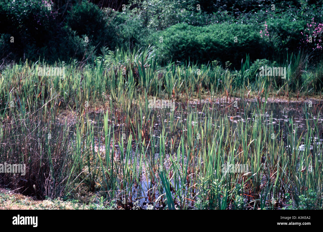 Juncos crecen en un estanque en inglés Foto de stock