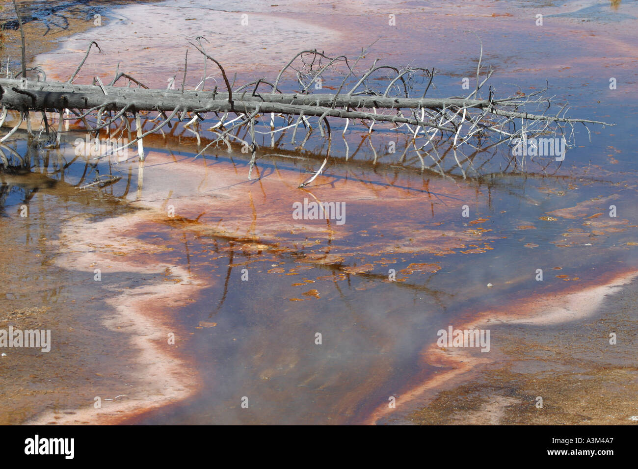 Árbol Muerto descansando en óxidos minerales depósitos de agua termal Yellowstone Nat Pk USA Foto de stock