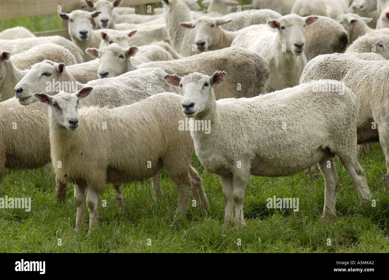 Rebaño de ovejas en una granja cerca de Waiuku en la Isla Norte de Nueva Zelanda Foto de stock