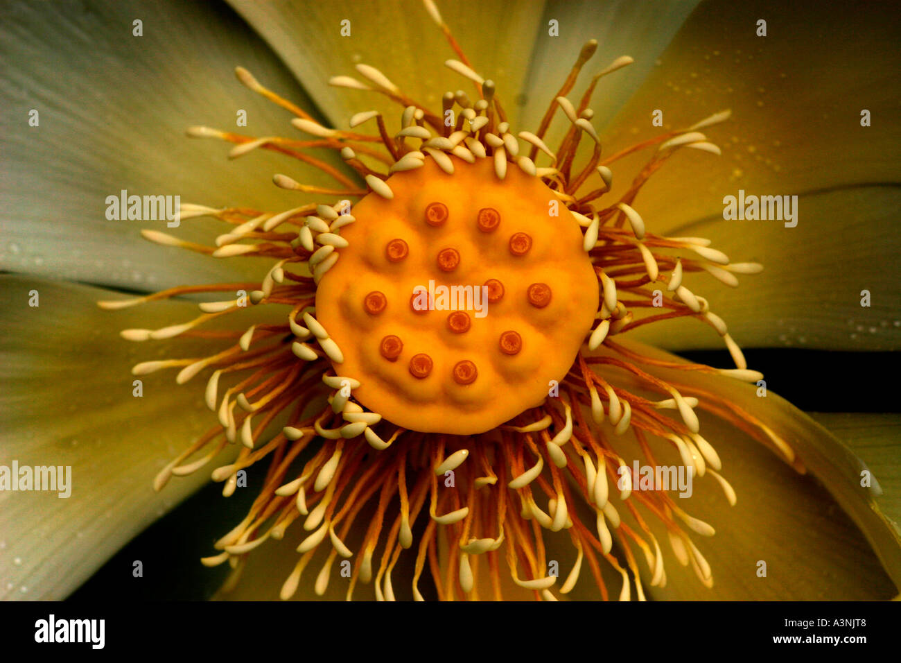 Partes de la flor de loto fotografías e imágenes de alta resolución Alamy