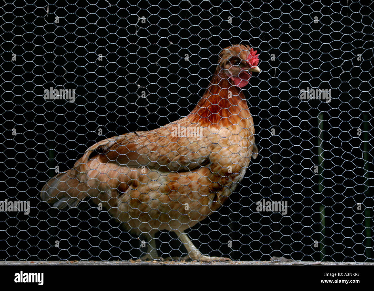 Una gallina Bantam detrás de alambre de pollo en una jaula. Foto de stock