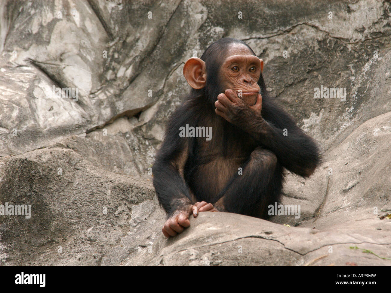 Poco chimpancé (Pan troglodytes) haciendo caras en el Dusit Zoo en Bangkok, Tailandia Foto de stock