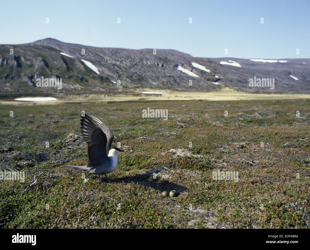 Larga cola skúas Stercorarius longicaudus custodiando los huevos Noruega Foto de stock