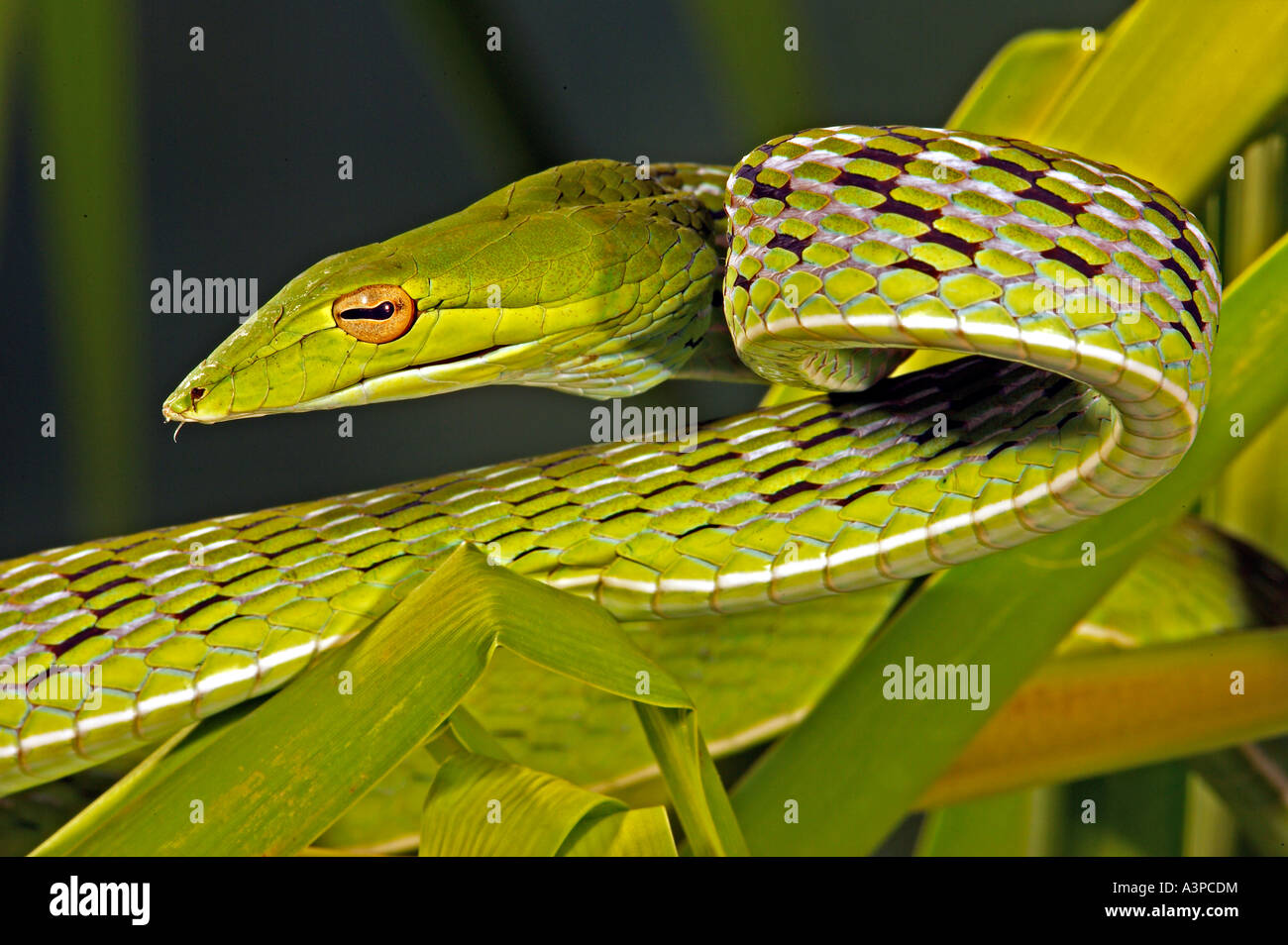Árbol de punta larga serpiente Ahaetulla prasinus Sudeste asiático Foto de stock