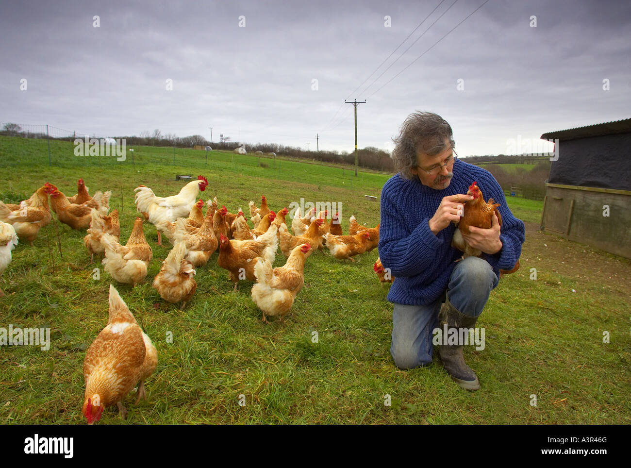 Pollos orgánicos agricultor Ritchie Riggs en su granja de Devon Foto de stock