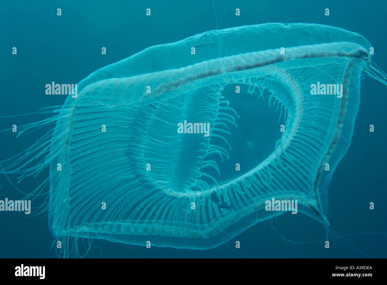 Medusas de la bandera fotografías e imágenes de alta resolución Alamy