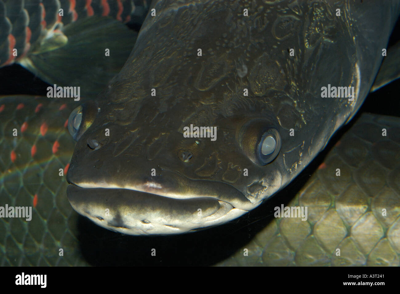 Arapaima O Pirarucu Cara Detalle De Arapaima Gigas De Peces De