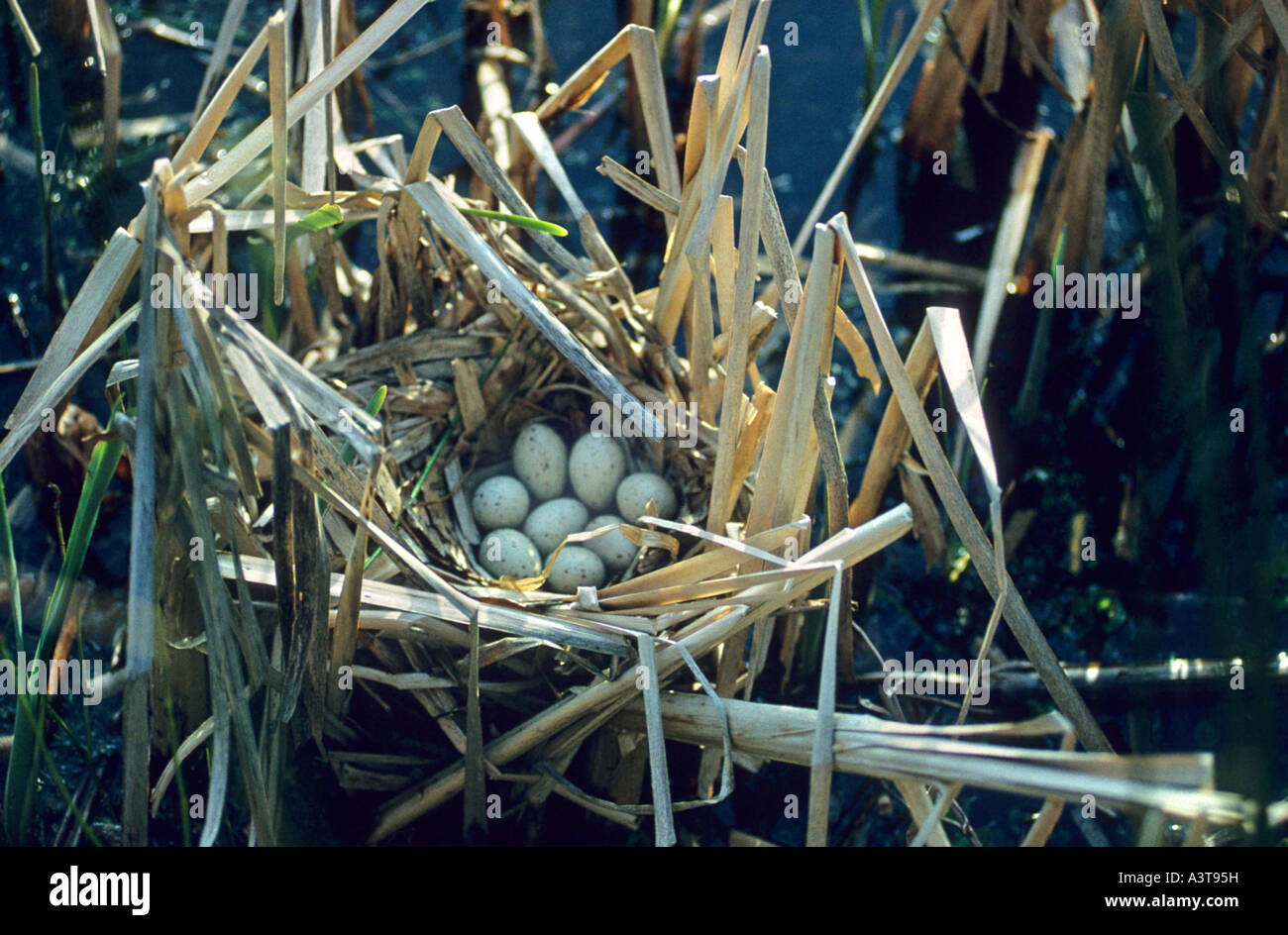 Polla de agua (Gallinula chloropus), huevos en el nido Foto de stock