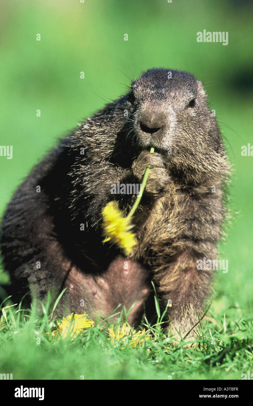 La marmota alpina (Marmota marmota), joven marmot Jaramago de alimentación Foto de stock