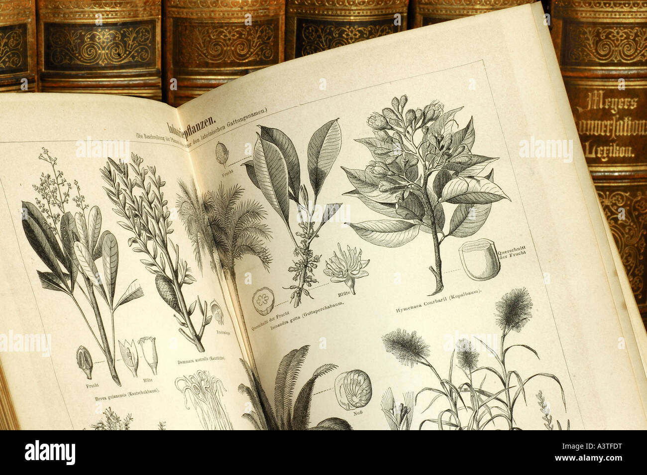 Ilustraciones de plantas útiles en un volumen de una vieja edición de Meyers lexicon Foto de stock