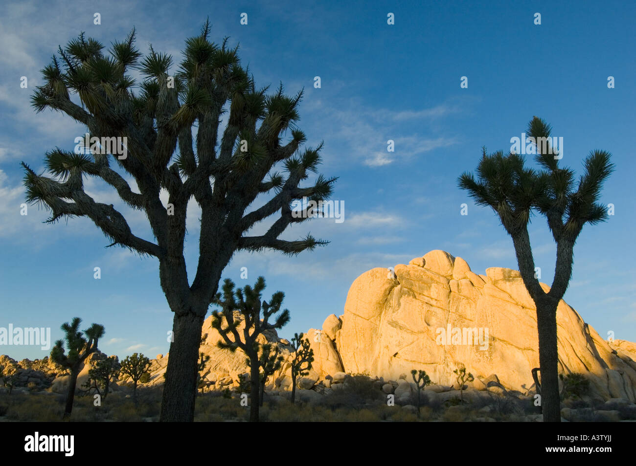California, Estados Unidos, el Parque Nacional Joshua Tree, árboles de Josué (Yucca brevifolia) y granito al atardecer Foto de stock