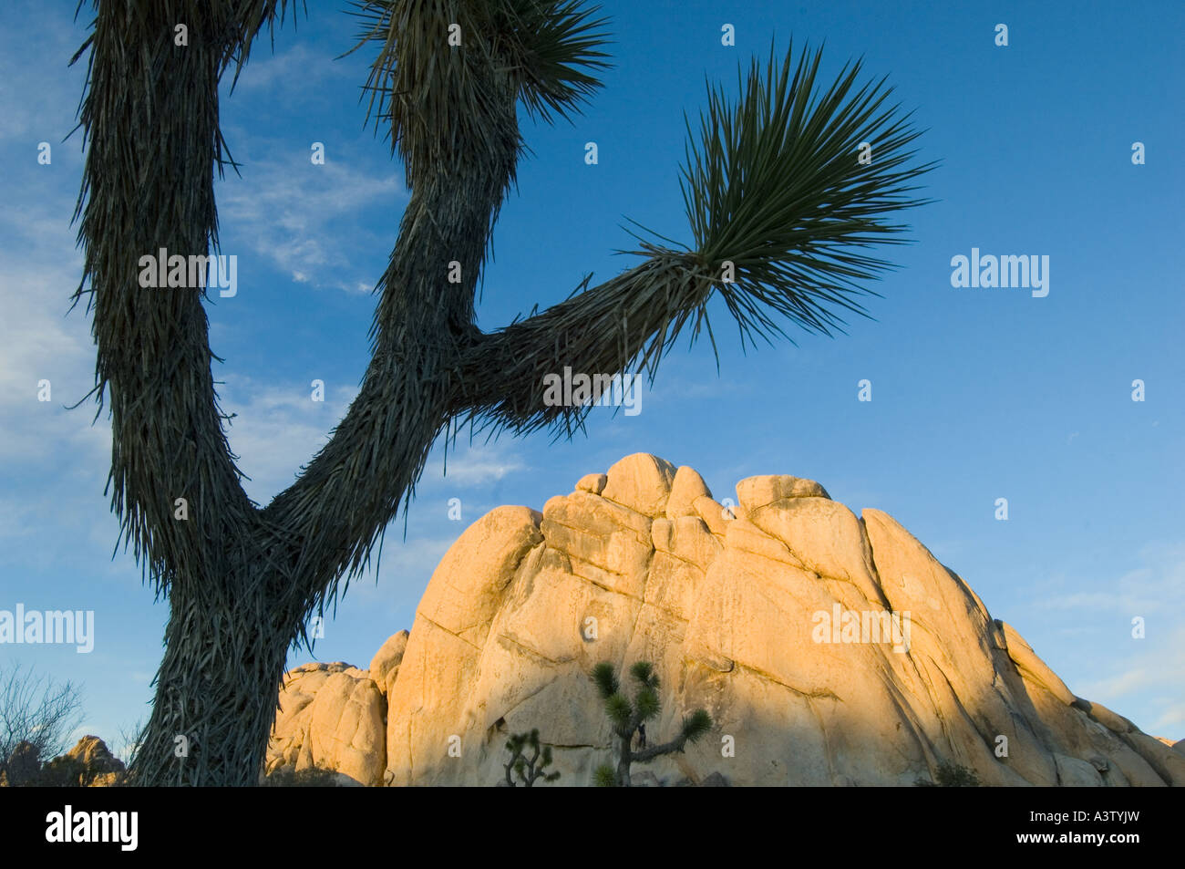 Rocas de granito y árboles yuca (Yucca brevifolia) Joshua Tree National Park, California, EE.UU. Foto de stock