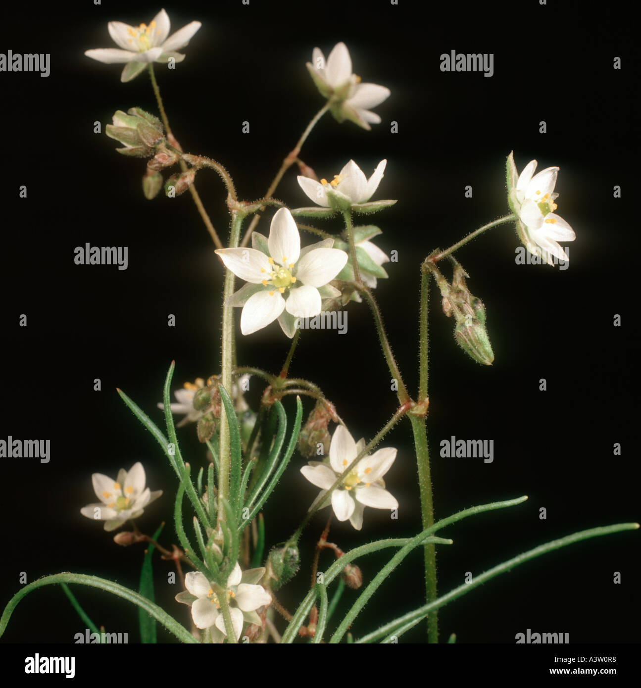 Maíz spurrey Spergula arvensis planta con flores Foto de stock