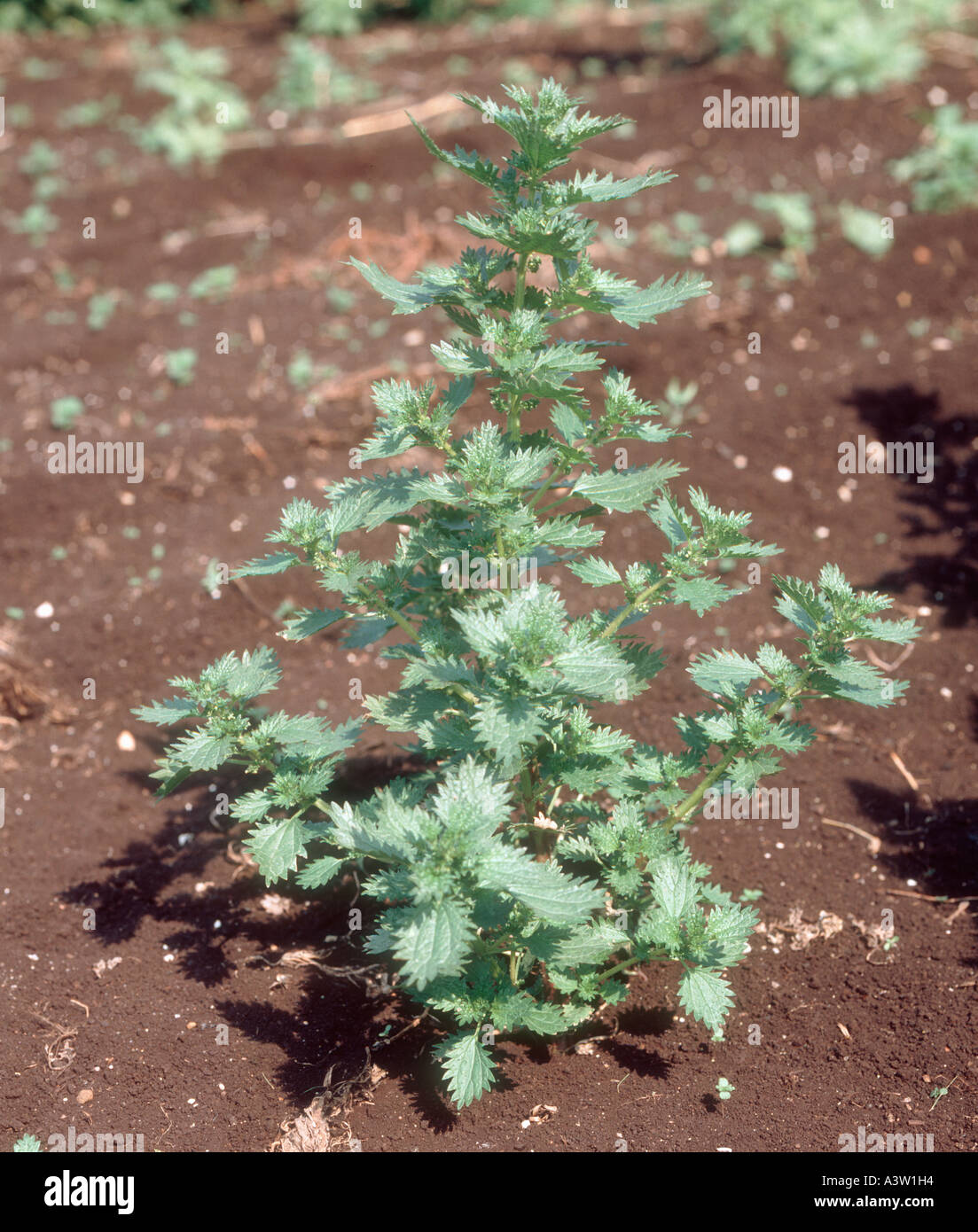 Ortiga Urtica urens anual planta con flores Foto de stock